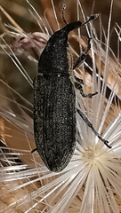 Lixus ulcerosus