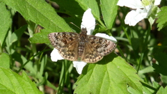 Erynnis martialis