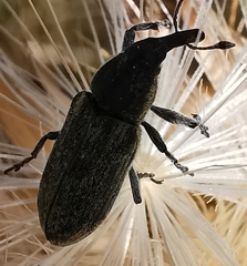 Lixus ulcerosus