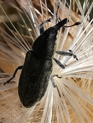 Lixus ulcerosus