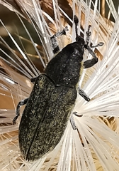 Lixus ulcerosus