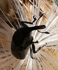 Lixus ulcerosus