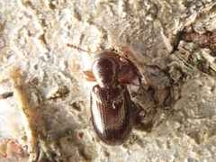 Salpingus planirostris