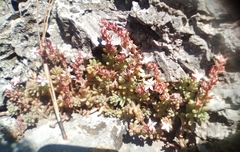 Sedum potosinum