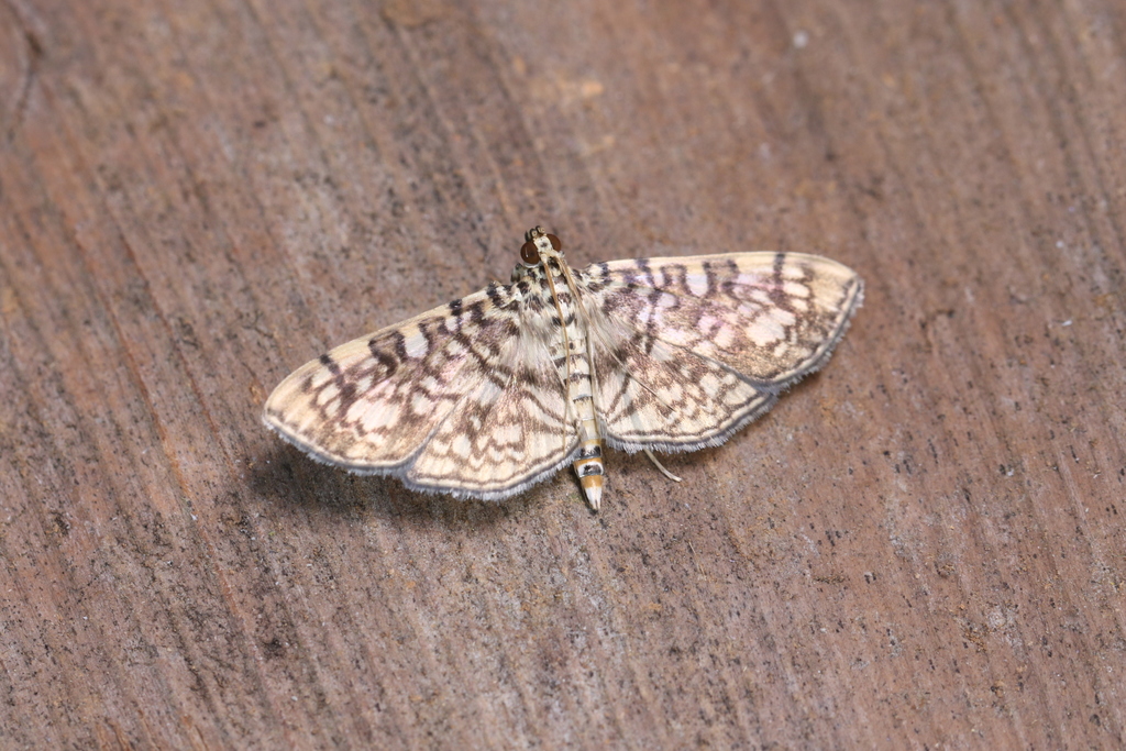 Haritalodes plenilinealis