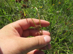 Rhynchospora fascicularis