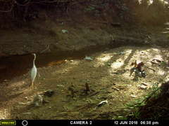 Ardea alba