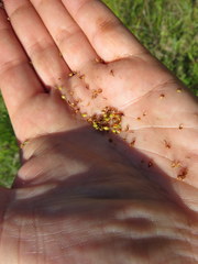 Rhynchospora fascicularis