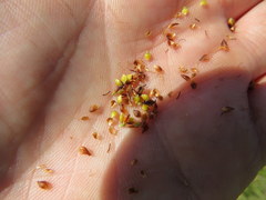 Rhynchospora fascicularis