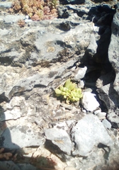 Sedum potosinum