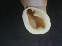 Carinigera lophauchena