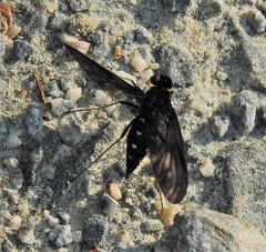 Chrysopilus connexus