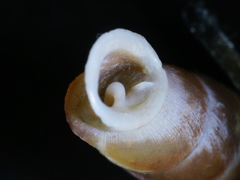 Carinigera lophauchena