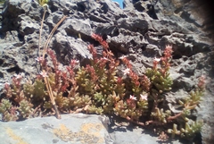Sedum potosinum