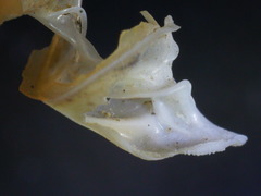 Carinigera lophauchena