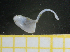 Carinigera lophauchena