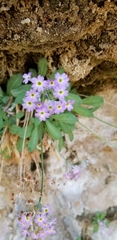 Primula specuicola