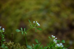 Cardamine resedifolia