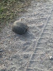 Kinosterninae