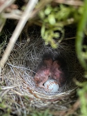 Junco hyemalis carolinensis