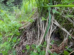 Junco hyemalis carolinensis