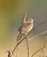 Xenospiza baileyi