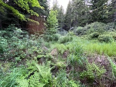 Junco hyemalis carolinensis