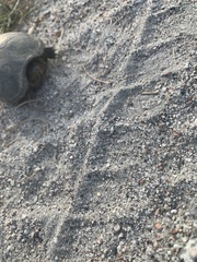Kinosterninae