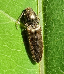 Limonius quercinus