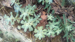 Sedum palmeri