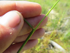 Juncus diffusissimus