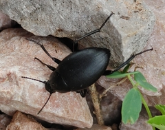 Eleodes fusiformis
