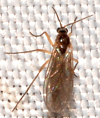 Lestremiinae