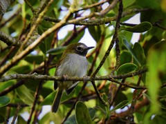 Hemitriccus granadensis