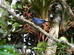 Diglossa caerulescens