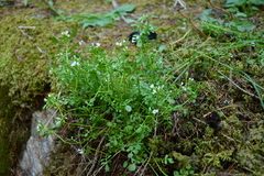 Cardamine resedifolia