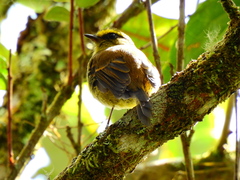 Silvicultrix diadema