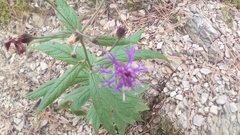Vernonia greggii