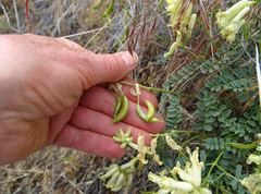 Astragalus curvicarpus