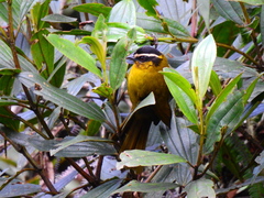 Kleinothraupis atropileus