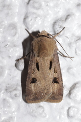 Agrotis exclamationis