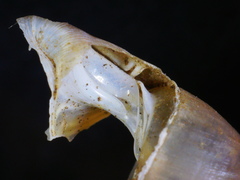 Carinigera dextrorsa