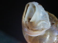 Carinigera dextrorsa