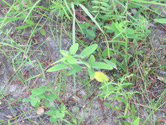 Desmodium obtusum