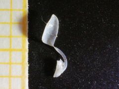 Carinigera dextrorsa