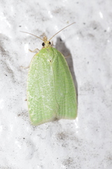 Tortrix viridana