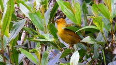 Kleinothraupis atropileus