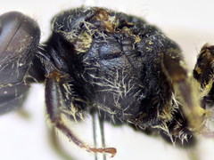 Lasioglossum pseudoplanulum