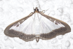 Cydalima perspectalis