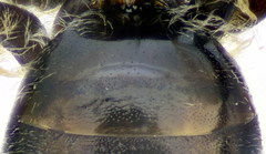 Lasioglossum pseudoplanulum